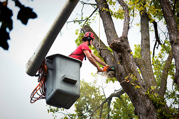 Palm Tree Trimming in Port Edwards, WI